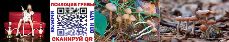 Псилоцибиновые грибы Psilocybine cubensis  Купить закладки  Краснознаменск 