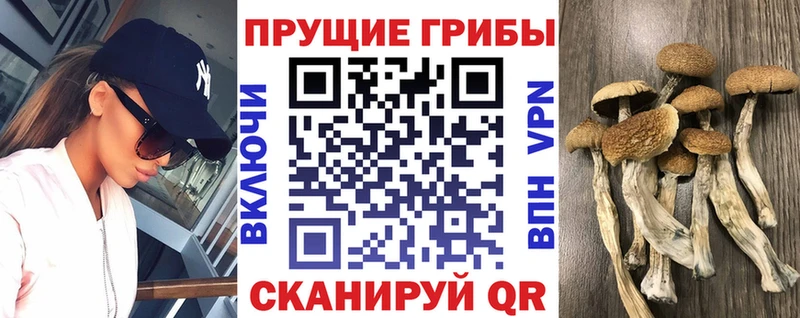 Псилоцибиновые грибы прущие грибы Краснознаменск